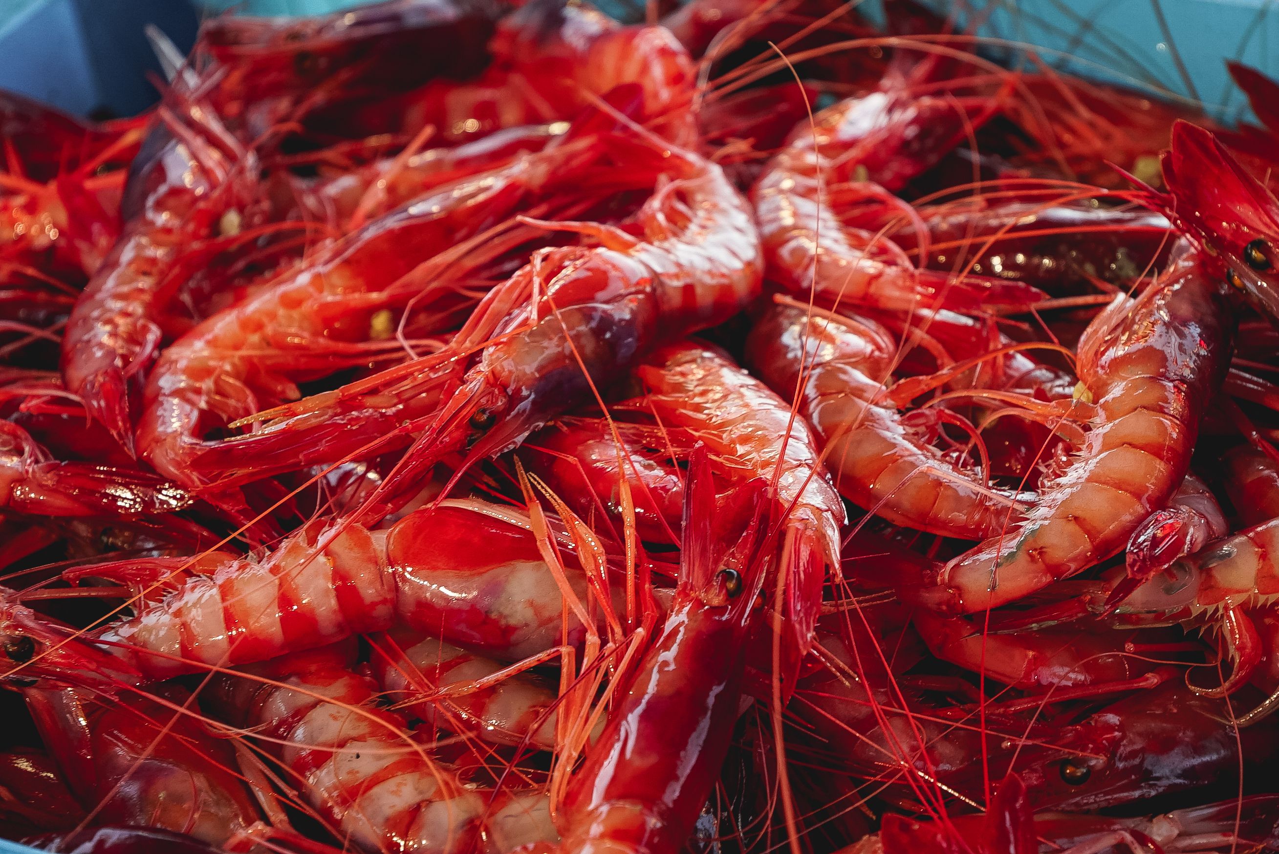 gamba roja de Palamós